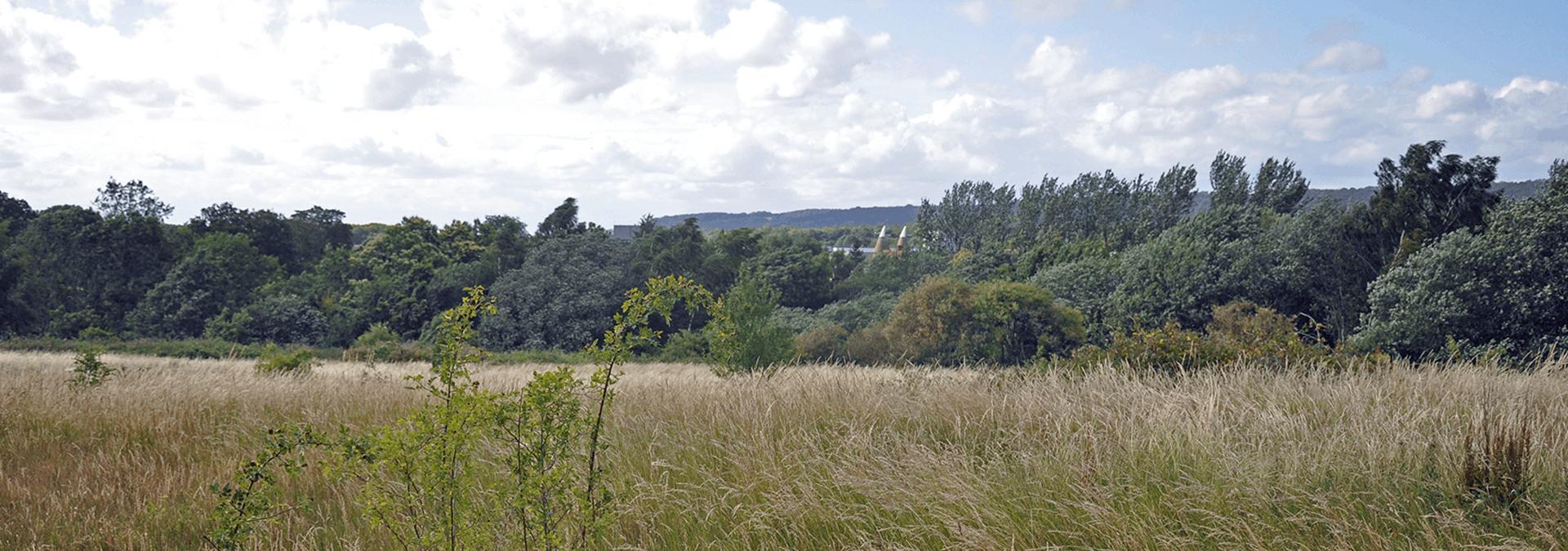 Friends of Weavering Heath and Woodlands - Boxley Parish Council